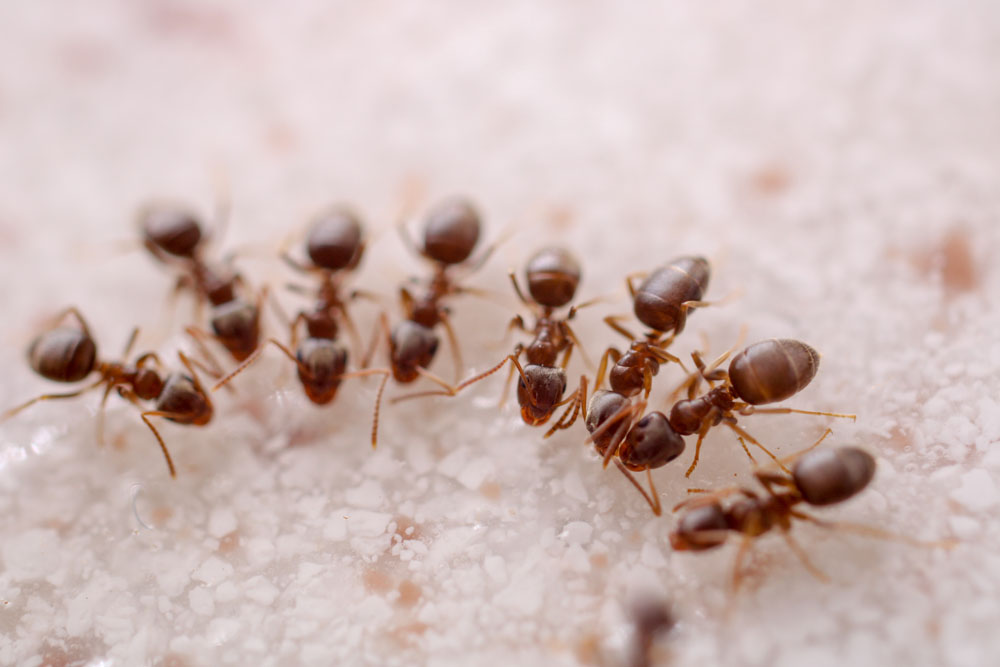 Ants moving across a light-colored surface