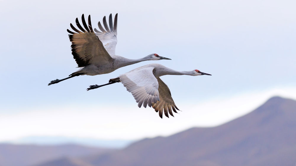 Two cranes flying across a mountain landscape