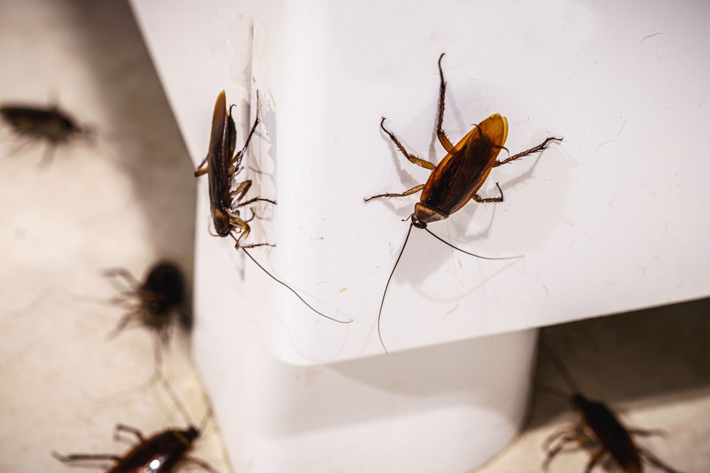Cockroaches gathered on a light-colored surface