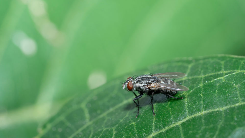Fly resting on a green leaf